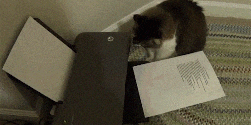 Cat pawing at printer